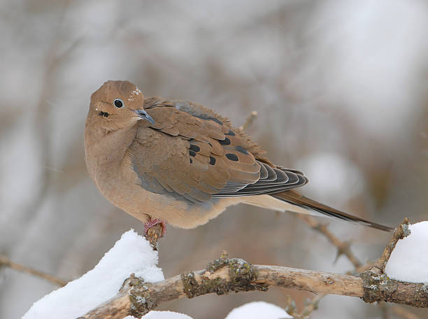 Mourning Dove in a Snow Storm stock photo