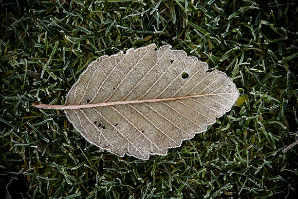 Frosty Leaf stock photo