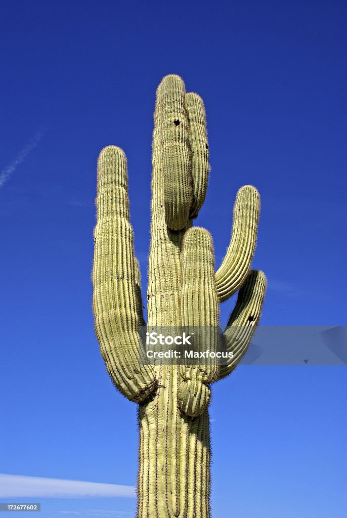 Cactus Saguaro - Photo de Arizona libre de droits