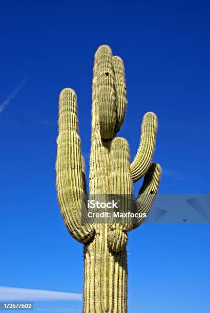 Photo libre de droit de Cactus Saguaro banque d'images et plus d'images libres de droit de Arizona - Arizona, Cactus, Destination de voyage