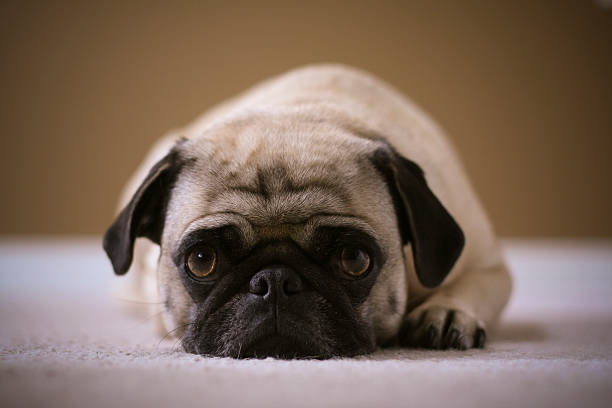 istock A brown and black pug lying down on the carpet 172677663