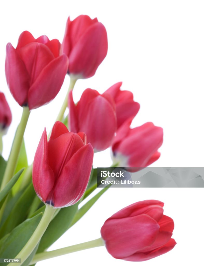 Buquê de tulipas (XL - Foto de stock de Fundo Branco royalty-free