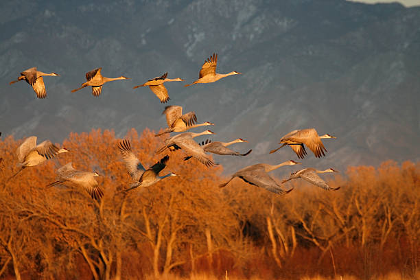 istock Sandhill Cranes in the Sunset 172677934