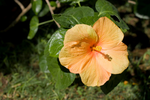 orange hibiscus grown in a garden in spain