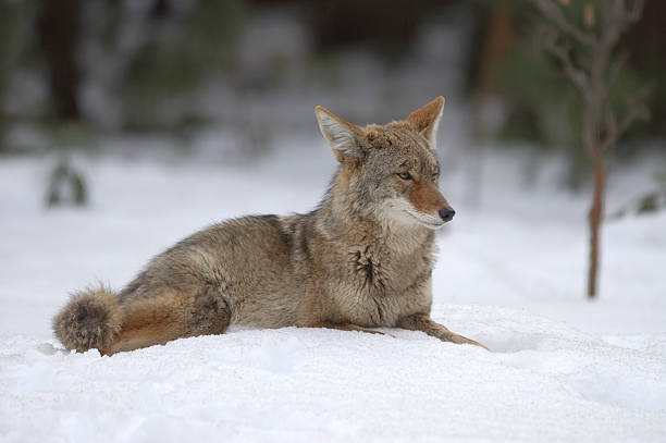 istock selective focus image of a coyote lying in the snow 172678214