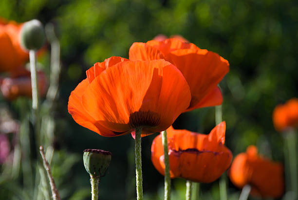 poppies - oriental poppy poppy colorado leaf stock-fotos und bilder