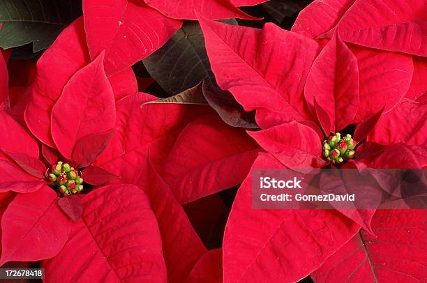 Photo libre de droit de Gros Plan De Croissance Poinsettias Rouge En Pot Dans Une Serre banque d'images et plus d'images libres de droit de Agriculture