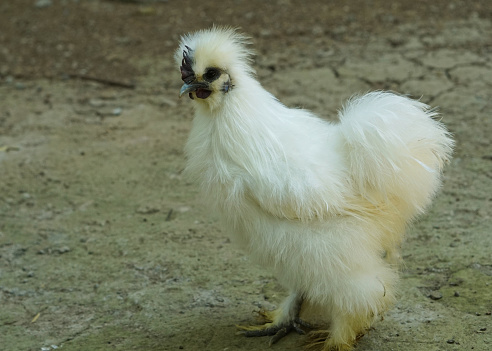 white furry chicken rooster or silkie walking on the farm