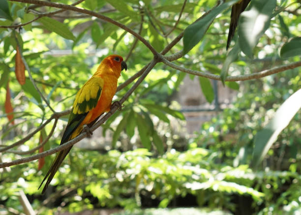 a yellow sun conure bird perched on a tree branch, in large botanical garden inside aviary bird park.
