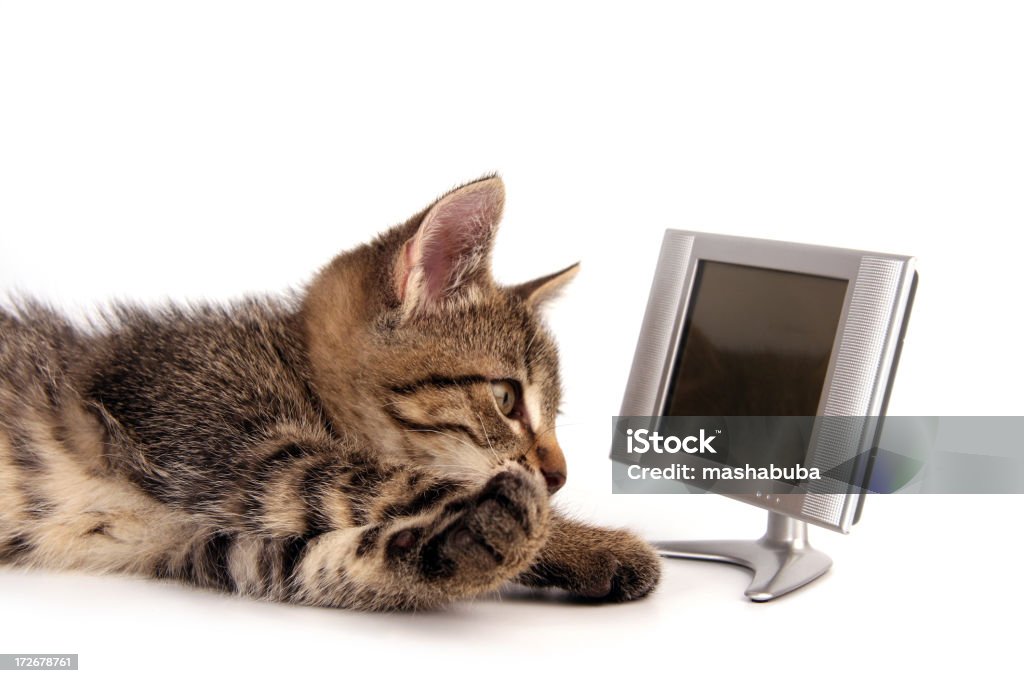 Mi televisión - Foto de stock de Gato doméstico libre de derechos