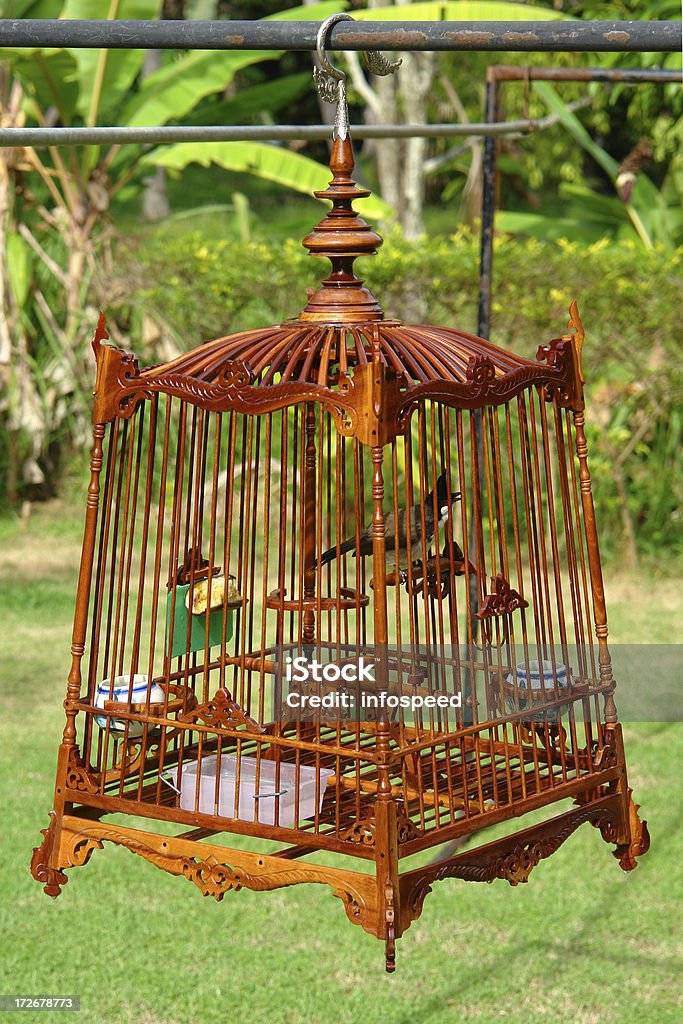 Bonito pássaro em uma gaiola - Foto de stock de Alimentar royalty-free