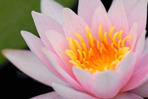 istock Pink Water Lily with Golden Stamen 172678799