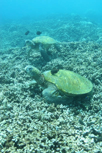 istock Two Sea Turtles on Coral Reef 172678809