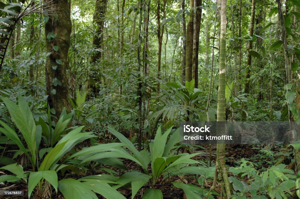 In den Regenwald - Lizenzfrei Baumbestand Stock-Foto