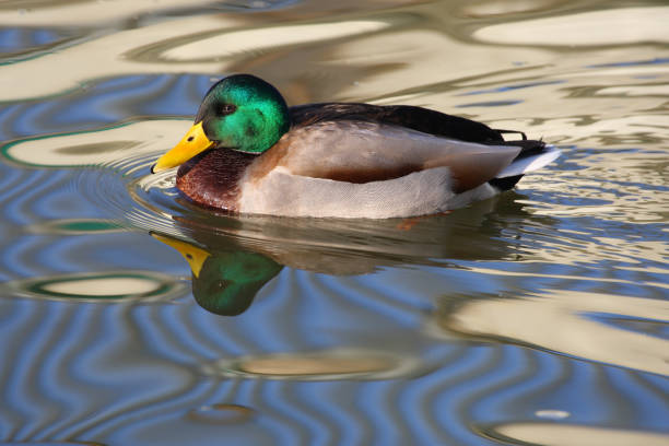 istock Mallard Drake In Rippled Water 172678864