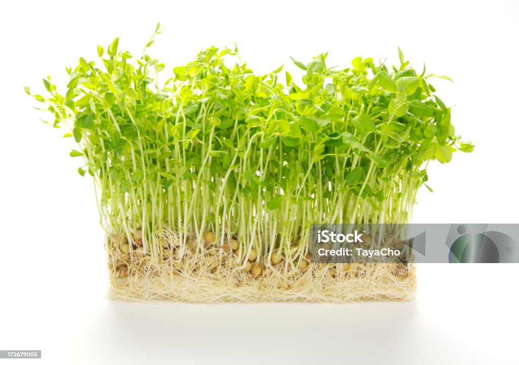 Guisante sprouts - Foto de stock de Guisante libre de derechos