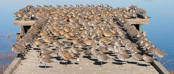 сотни shorebirds на пристань, залив сан-франциско - sandpiper willet godwit marbled godwit стоковые фото и изображения