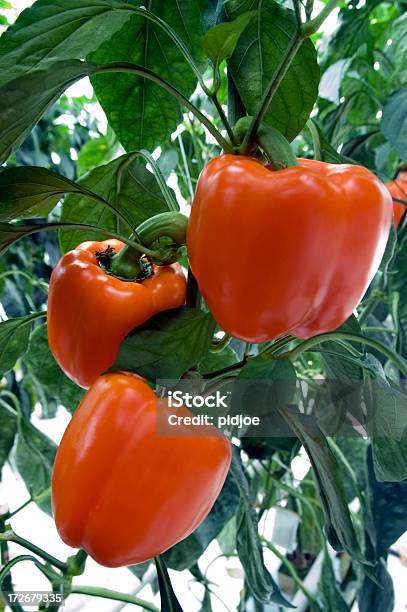 Foto de Pimentão Vermelho e mais fotos de stock de Caule - Caule, Comida Doce, Comida e bebida