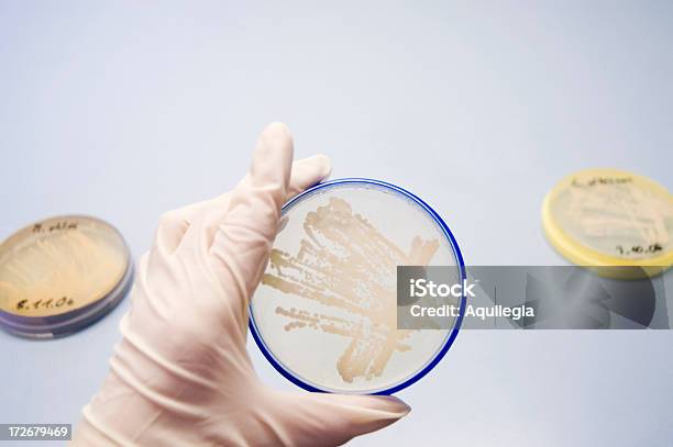 寒天培地プレート洗練された微生物バクテリア - シャーレのストックフォトや画像を多数ご用意 - シャーレ, 人物なし, 保護用手袋
