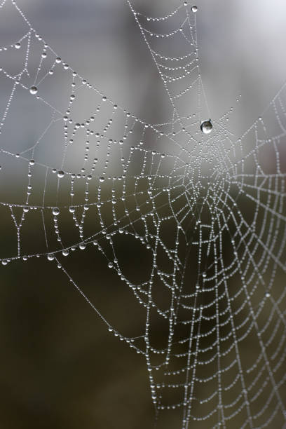 istock Spider web covered in water droplets from fog 172679575