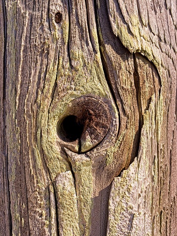 Abstract weathered pole with knot hold on dock in Provincetown.