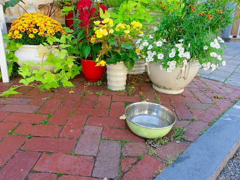 Flowery dog dish on brick sidewalk. Potted flowers behind owners dog water bowl on brick sidewalk in downtown Provincetown MA.