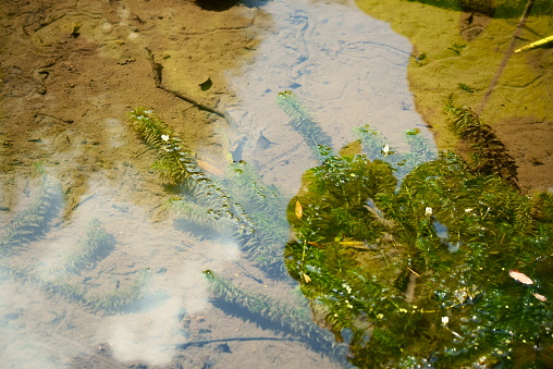 White flowers blooming on the pond lily