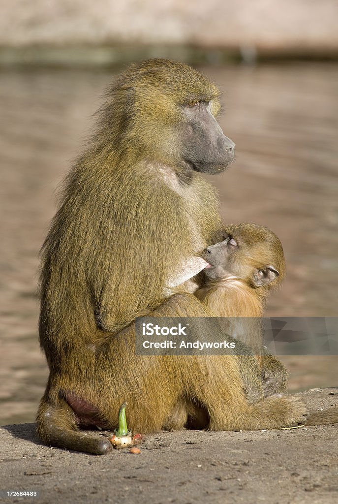 Pavian Mama und Baby - Lizenzfrei Augen geschlossen Stock-Foto