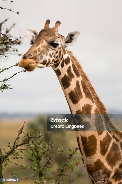 Photo libre de droit de Girafe Rothschild banque d'images et plus d'images libres de droit de Afrique - Afrique, Animaux de safari, Animaux à l'état sauvage