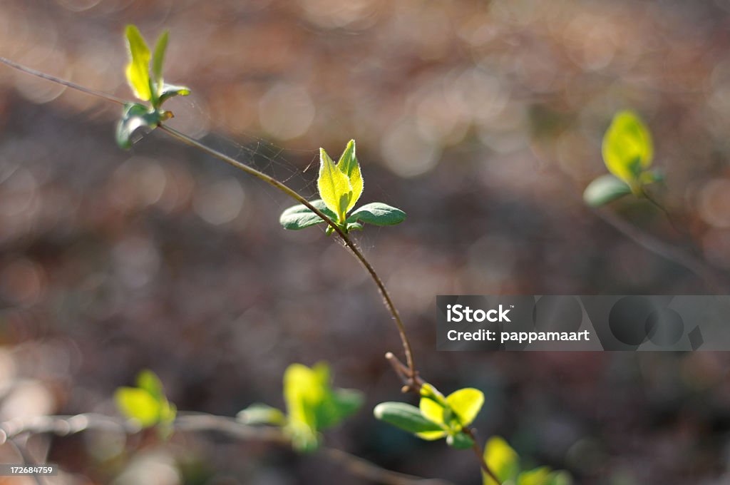 Le printemps avec feuilles émergente - Photo de Branche - Partie d'une plante libre de droits