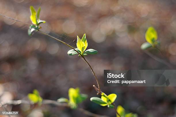 Photo libre de droit de Le Printemps Avec Feuilles Émergente banque d'images et plus d'images libres de droit de Branche - Partie d'une plante - Branche - Partie d'une plante, Brindille, Concepts