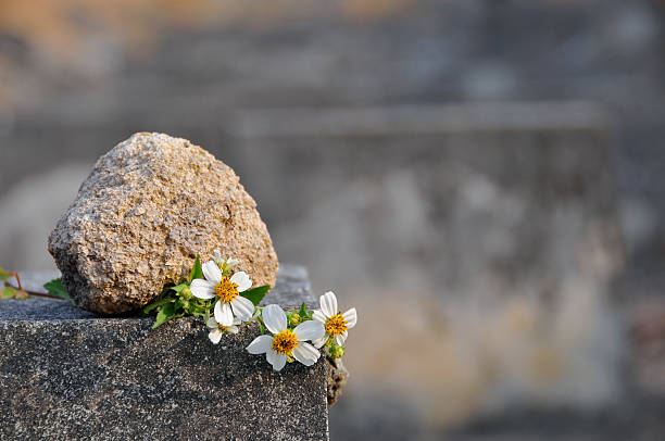 Daisy with Stone stock photo