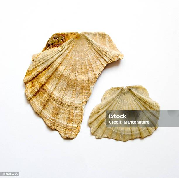Pectel Shell Fossils Pecten Shells On White Stock Photo - Download Image Now ...