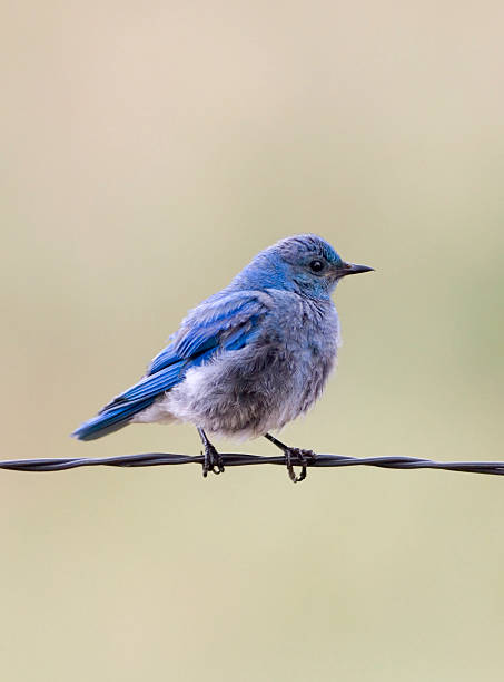 istock fluffy Mountain bluebird perches on wire fence Castle Rock Colorado 172685276