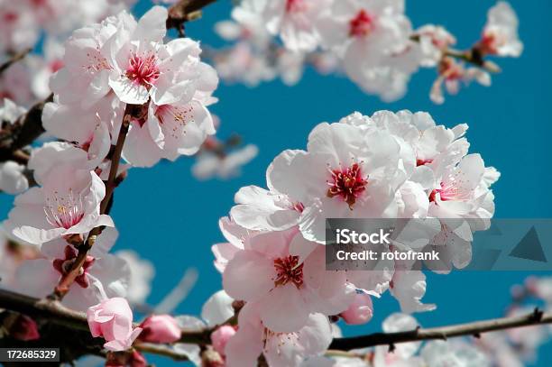Amendoeira Prunus Dulcis - Fotografias de stock e mais imagens de Agricultura - Agricultura, Amendoeira, Ampliação da Casa