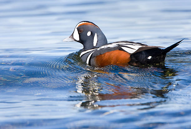 anatra arlecchino - harlequin duck duck harlequin water bird foto e immagini stock