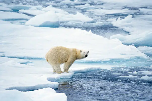 "Polar bear on edge of ice flow preparing to jump in the water.  The location is Svalbard (Spitsbergen), north of Norway."