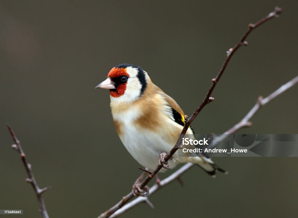 Goldfinch (carduelis-carduelis) - Стоковые фото Великобритания роялти-фри