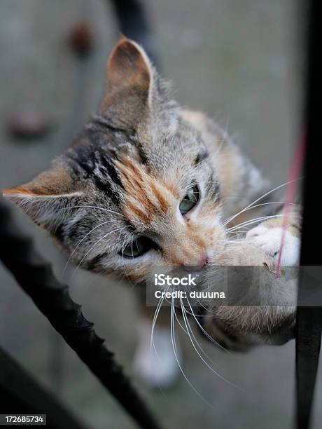 Photo libre de droit de Chat Attaque Animal En Peluche Maximale banque d'images et plus d'images libres de droit de Agression - Agression, Animal femelle, Animaux à l'état sauvage