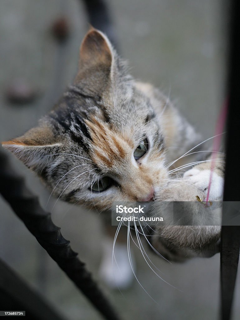 大胆不敵 attacking 犬猫用おもちゃ - おもちゃのロイヤリティフリース�トックフォト