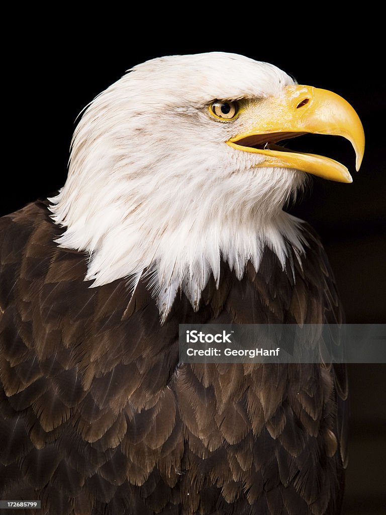 Море Eagle - Стоковые фото Белоголовый орлан роялти-фри