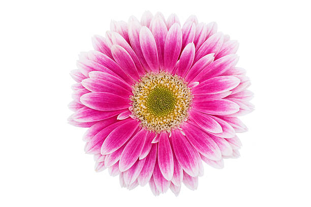 изолированные (xl) daisy - perfection gerbera daisy single flower flower стоковые фото и изображения