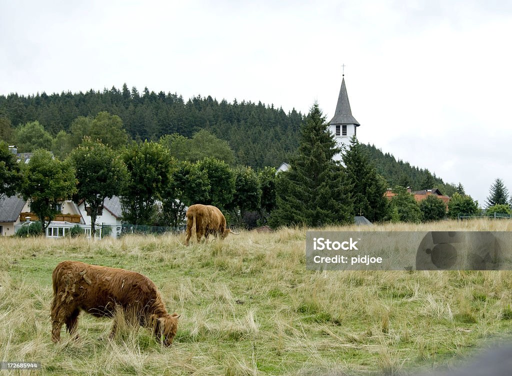 Grasen Kühe vor Ort in Bayern, Deutschland - Lizenzfrei Agrarbetrieb Stock-Foto