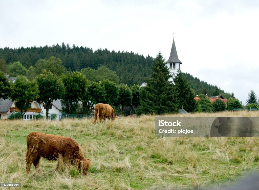 Paść się krowy poza village w Bawarii w Niemczech - Zbiór zdjęć royalty-free (Bawaria)