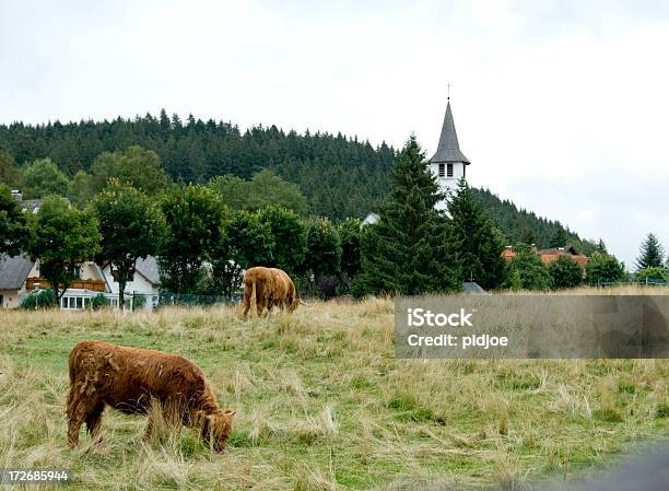 Paść Się Krowy Poza Village W Bawarii W Niemczech - zdjęcia stockowe i więcej obrazów Bawaria - Bawaria, Bez ludzi, Bydło domowe