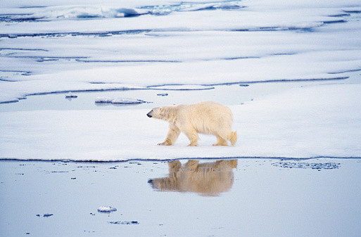 Polar bear walking across ice with reflection in water. This is in Svalbard (Spitzbergen).