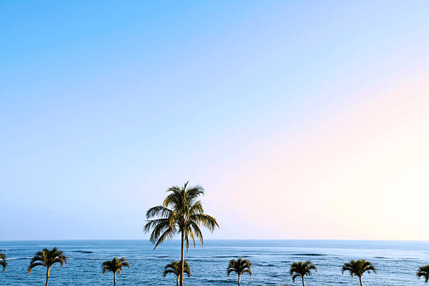 Palm trees in different settings around Oahu, Hawaii.  Palms at beaches, parks, ranch, during sunset, at twilight and historical sites.  There is a few with rainbows in the photo.