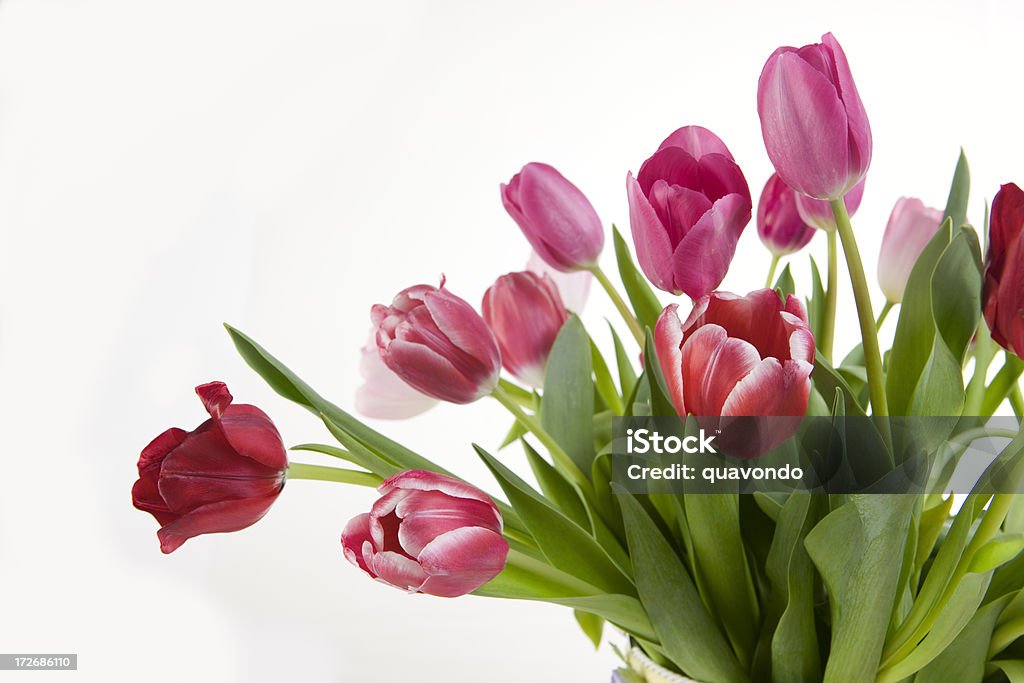 Tulipanes de primavera hermosa frontera sobre blanco, espacio de copia - Foto de stock de Borde libre de derechos