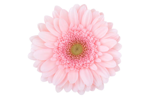 margherita isolato (xl - perfection gerbera daisy single flower flower foto e immagini stock