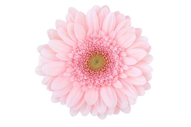 изолированные (xl) daisy - perfection gerbera daisy single flower flower стоковые фото и изображения